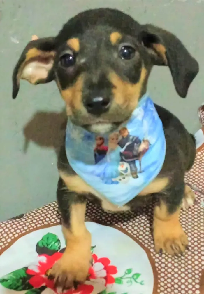 Cachorro ra a SRD-ViraLata idade 2 a 6 meses nome Frederico 