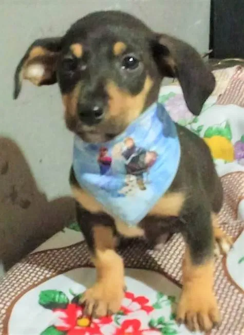 Cachorro ra a SRD-ViraLata idade 2 a 6 meses nome Frederico 