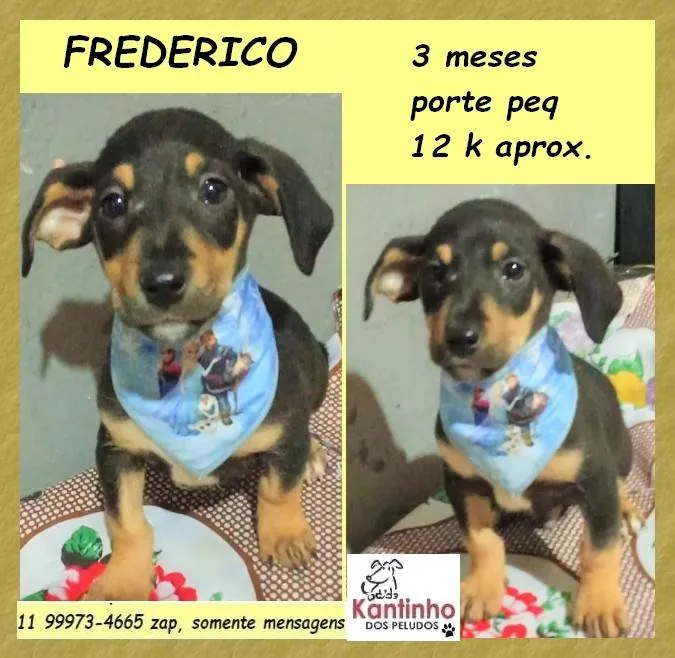 Cachorro ra a SRD-ViraLata idade 2 a 6 meses nome Frederico 