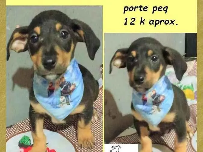 Cachorro ra a SRD-ViraLata idade 2 a 6 meses nome Frederico 