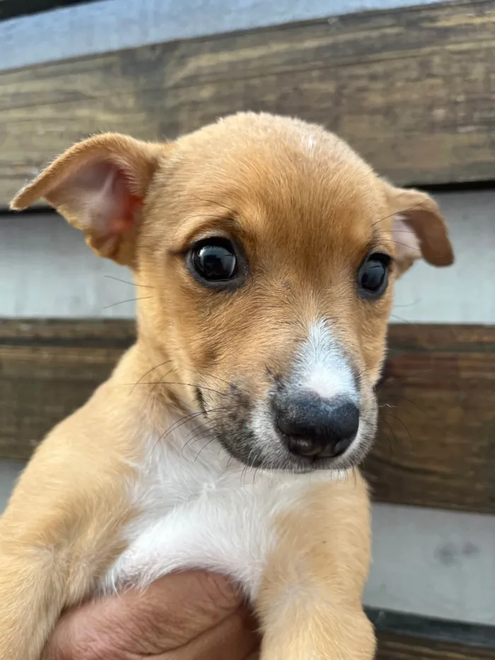 Cachorro ra a SRD-ViraLata idade Abaixo de 2 meses nome Flavia Saraiva