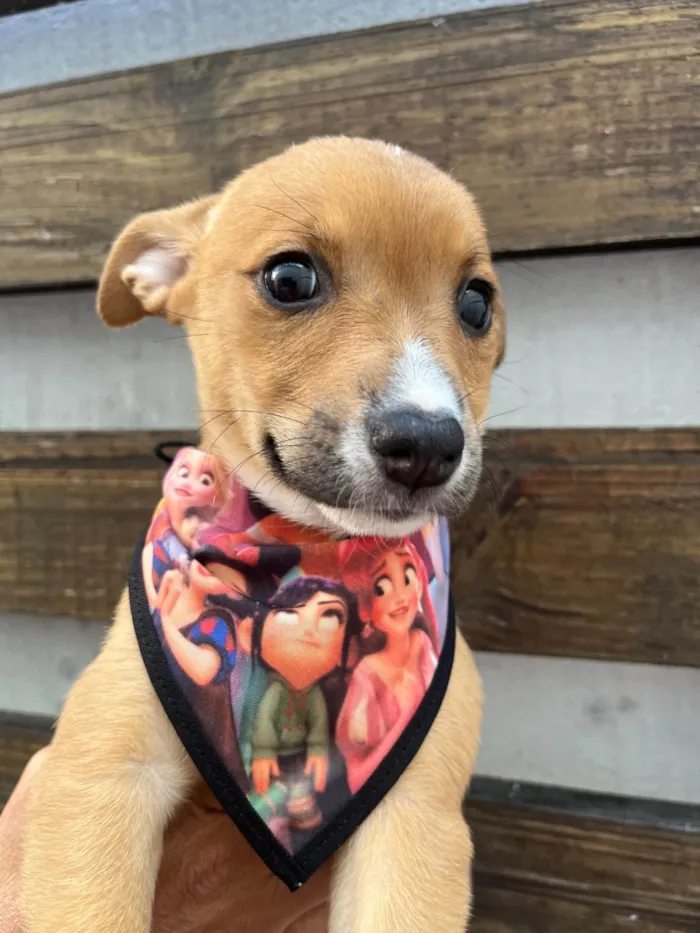 Cachorro ra a SRD-ViraLata idade Abaixo de 2 meses nome Flavia Saraiva