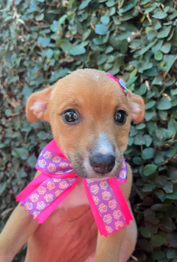 Cachorro ra a SRD-ViraLata idade Abaixo de 2 meses nome Flavia Saraiva