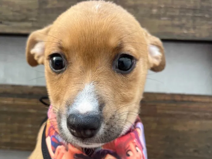 Cachorro ra a SRD-ViraLata idade Abaixo de 2 meses nome Flavia Saraiva