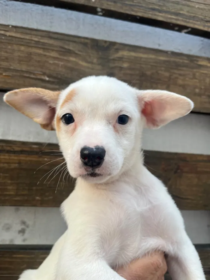 Cachorro ra a SRD-ViraLata idade Abaixo de 2 meses nome Julia Soares