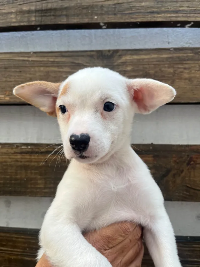 Cachorro ra a SRD-ViraLata idade Abaixo de 2 meses nome Julia Soares