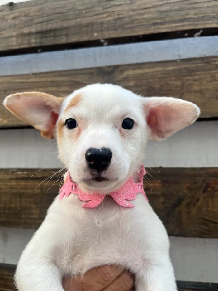 Cachorro ra a SRD-ViraLata idade Abaixo de 2 meses nome Julia Soares