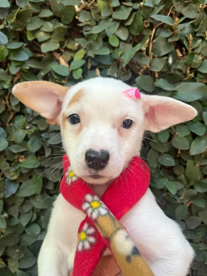 Cachorro ra a SRD-ViraLata idade Abaixo de 2 meses nome Julia Soares