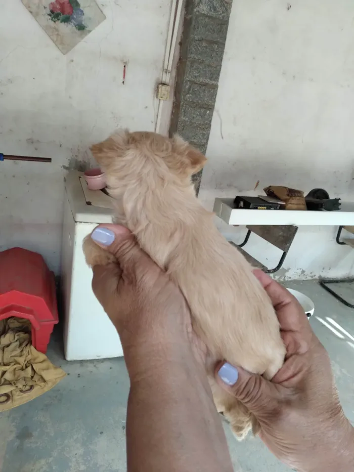 Cachorro ra a Pinscher idade 2 a 6 meses nome Pinscher fêmea Branca