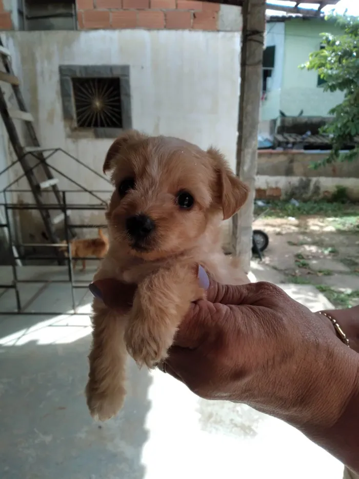 Cachorro ra a Pinscher idade 2 a 6 meses nome Pinscher fêmea Branca