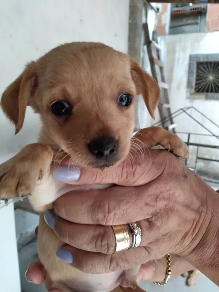 Cachorro ra a Pinscher idade 2 a 6 meses nome Pischer Caramelo 