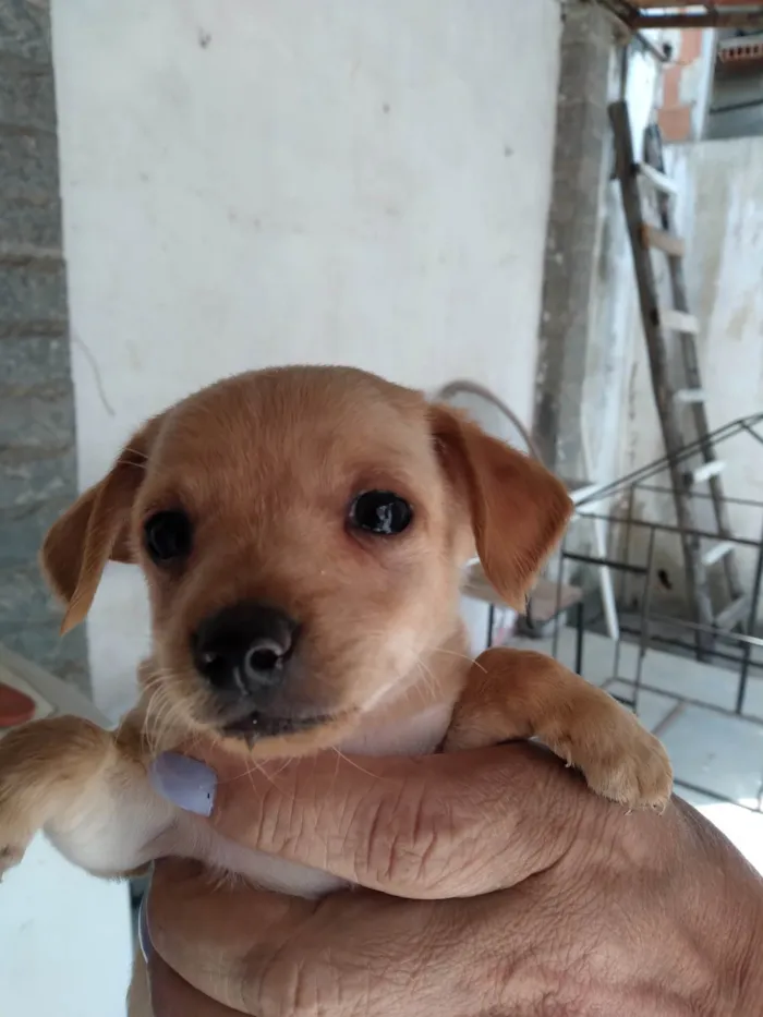 Cachorro ra a Pinscher idade 2 a 6 meses nome Pischer Caramelo 