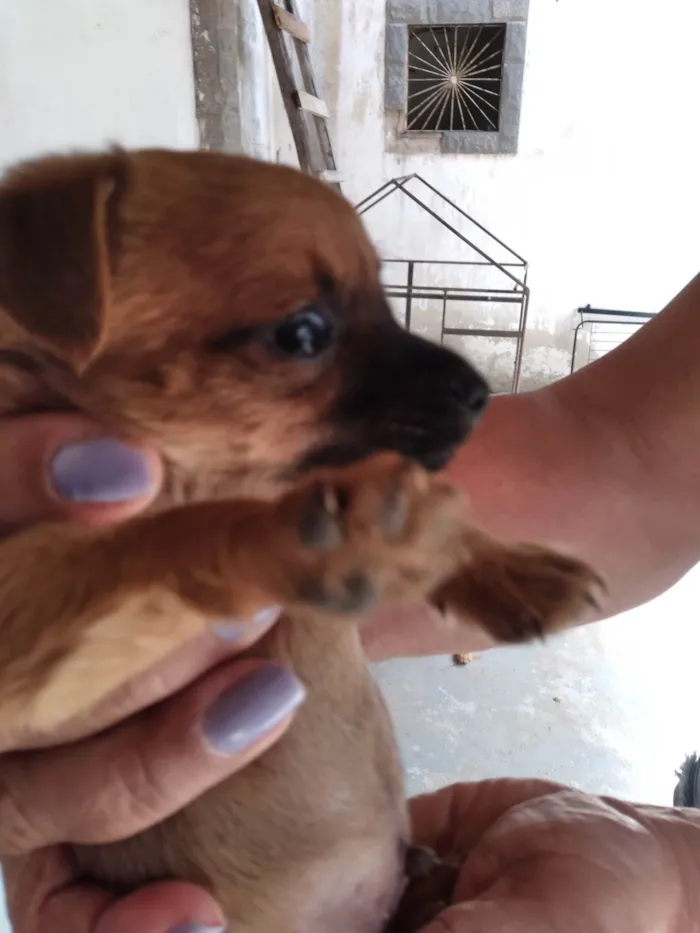 Cachorro ra a Pinscher idade 2 a 6 meses nome Pischer Caramelo 