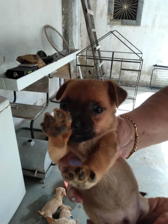 Cachorro ra a Pinscher idade 2 a 6 meses nome Pischer Caramelo 