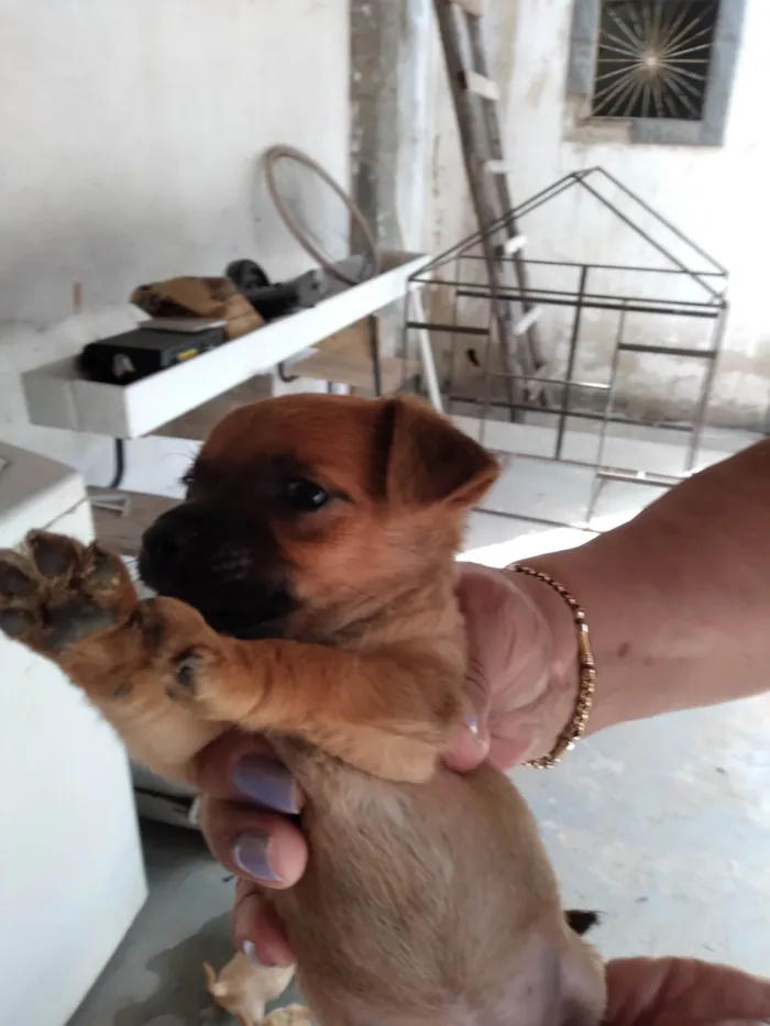 Cachorro ra a Pinscher idade 2 a 6 meses nome Pischer Caramelo 