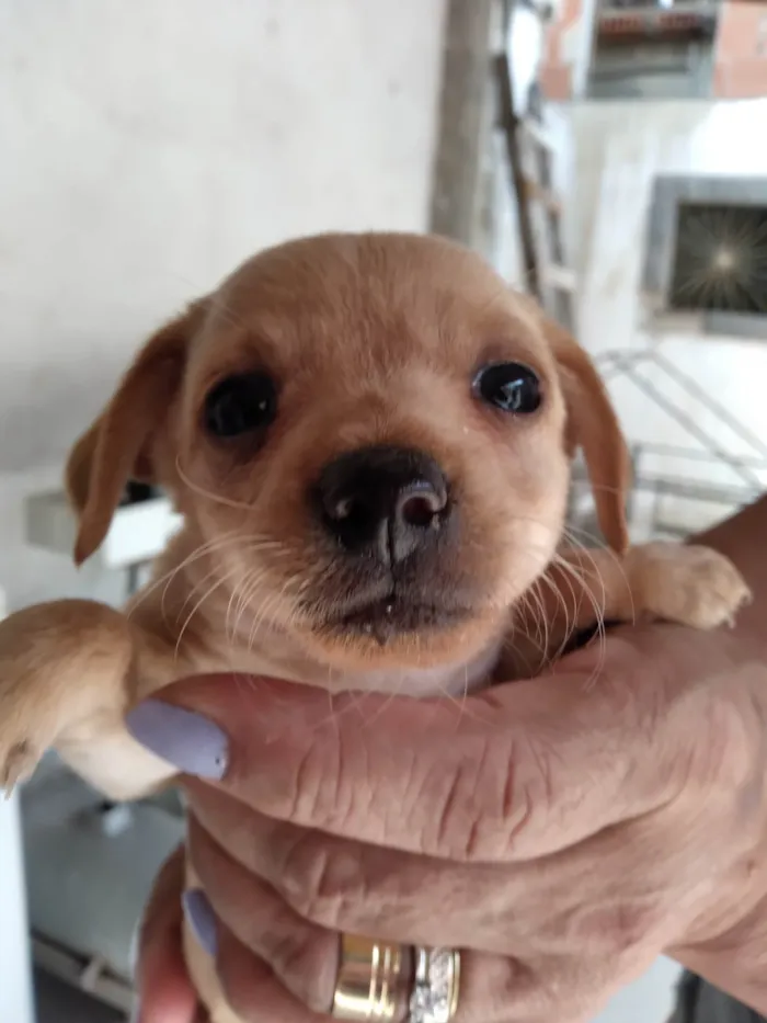 Cachorro ra a Pinscher idade 2 a 6 meses nome Pischer Caramelo 