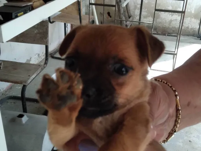 Cachorro ra a Pinscher idade 2 a 6 meses nome Pischer Caramelo 