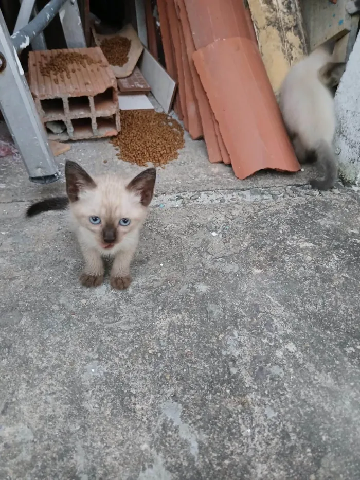 Gato ra a SRD-ViraLata idade Abaixo de 2 meses nome Sem nome