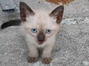 Gato raça SRD-ViraLata idade Abaixo de 2 meses nome Sem nome