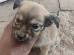 Cachorro raça SRD-ViraLata idade Abaixo de 2 meses nome Vira lata