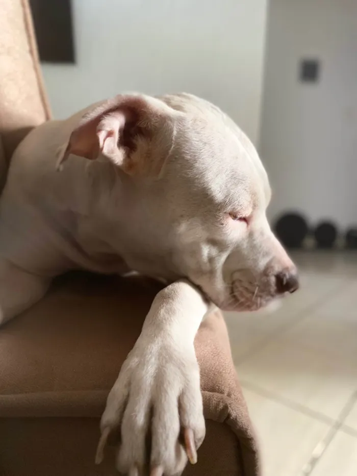 Cachorro ra a Pit-Bull idade 2 anos nome Zoe