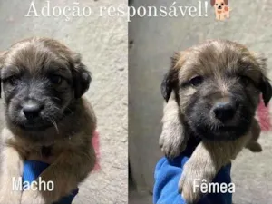 Cachorro raça SRD-ViraLata idade Abaixo de 2 meses nome Sem nomes ainda 