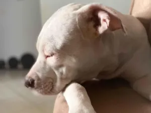 Cachorro raça Pit-Bull idade 2 anos nome Zoe