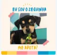 Zeca bb6meses porte Pequeno 