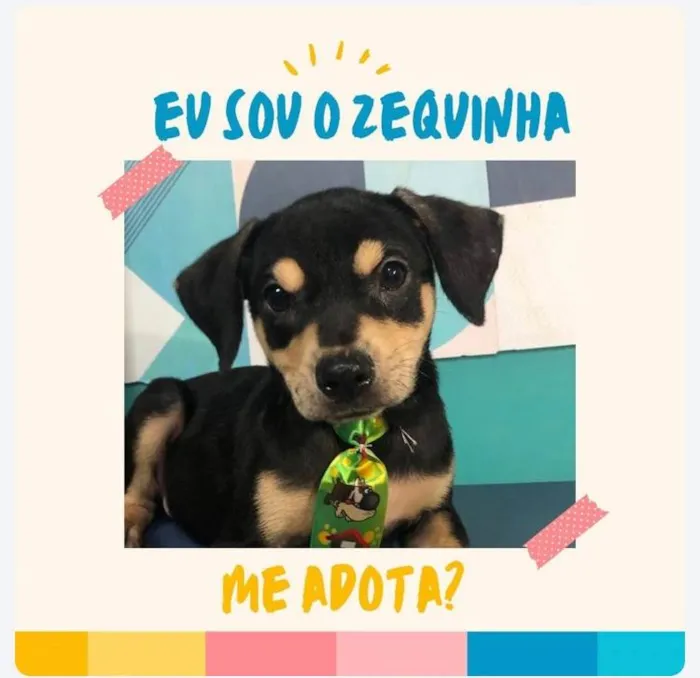 Cachorro ra a SRD-ViraLata idade 2 a 6 meses nome Zeca bb6meses porte Pequeno 