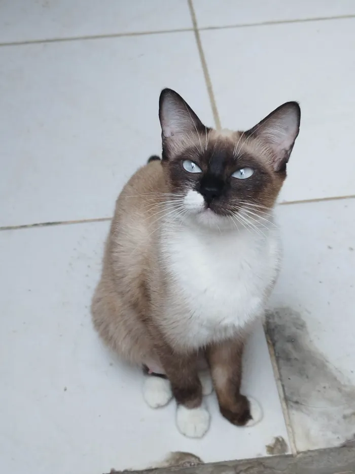 Gato ra a SRD-ViraLata idade 1 ano nome Zonha