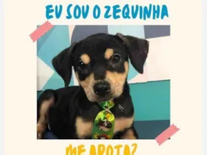 Cachorro raça SRD-ViraLata idade 2 a 6 meses nome Zeca bb6meses porte Pequeno 