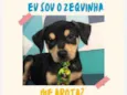 Zeca bb6meses porte Pequeno