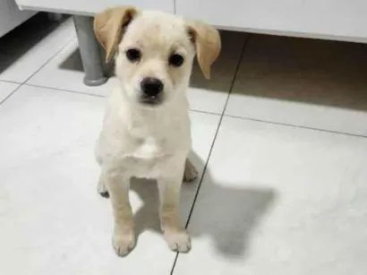 Cachorro raça SRD-ViraLata idade 2 a 6 meses nome Belinha