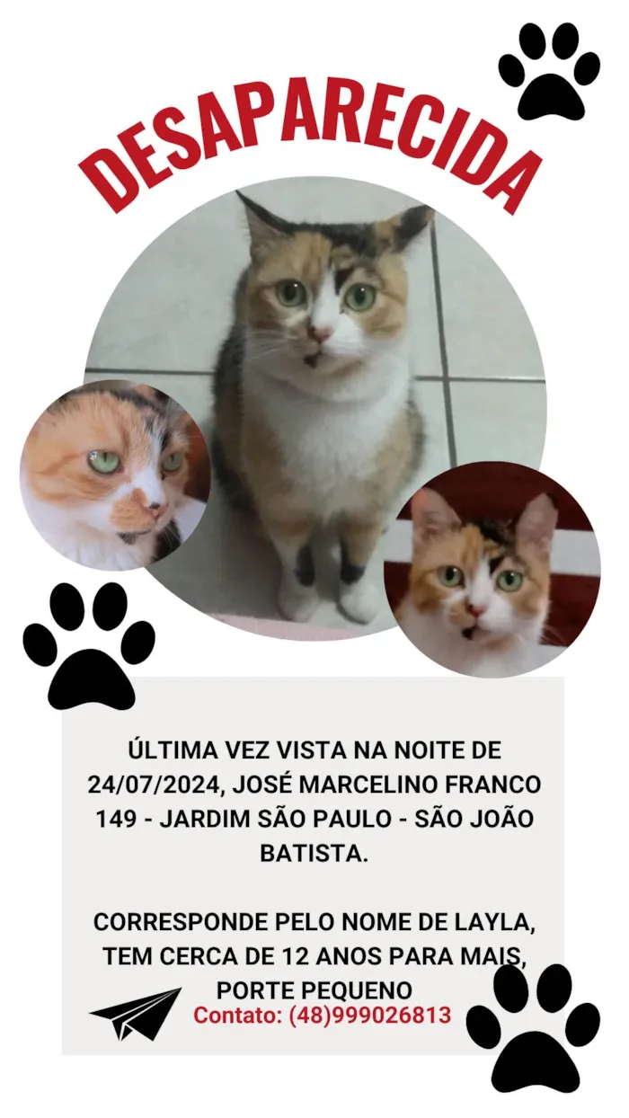 Gato ra a SRD-ViraLata idade 6 ou mais anos nome Layla