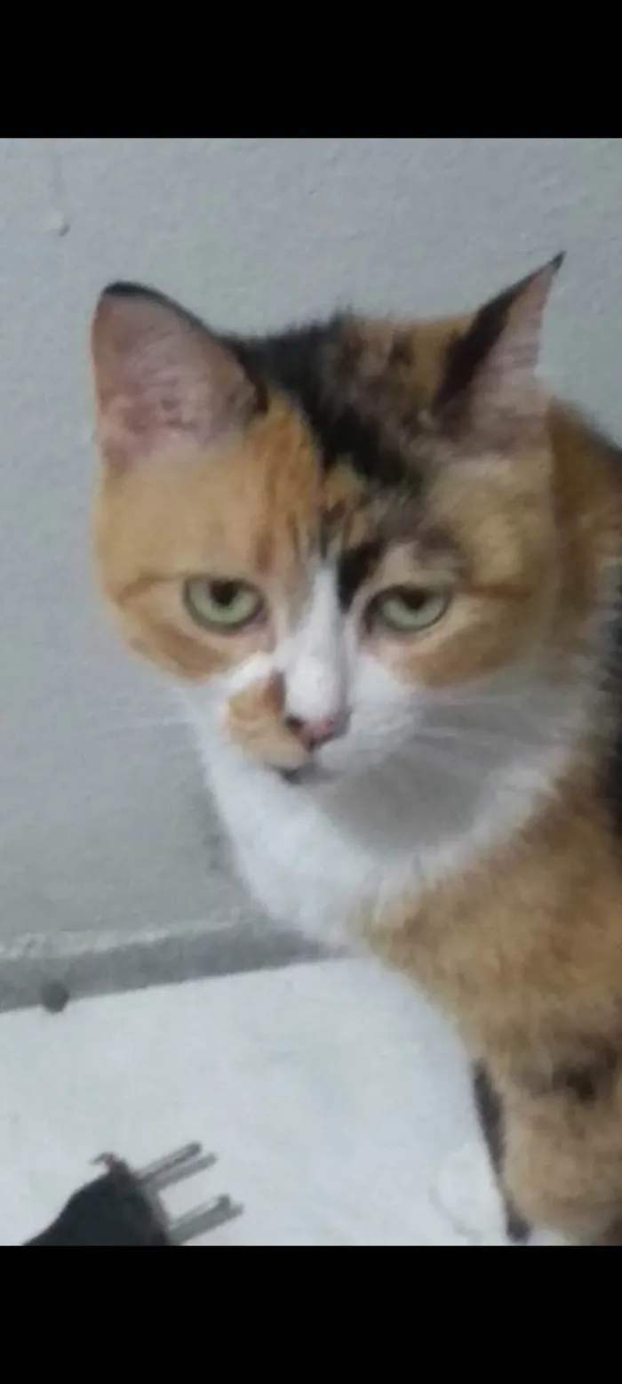 Gato ra a SRD-ViraLata idade 6 ou mais anos nome Layla