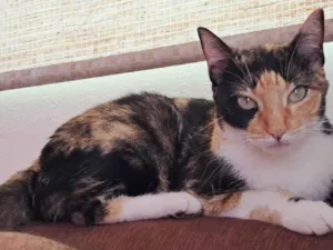 Gato raça SRD-ViraLata idade 4 anos nome ROSANA MARIA DE OLIVEIRA