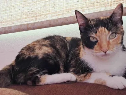 Gato raça SRD-ViraLata idade 4 anos nome ROSANA MARIA DE OLIVEIRA