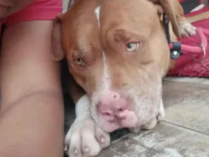 Cachorro raça Pit-Bull idade 1 ano nome taurus 