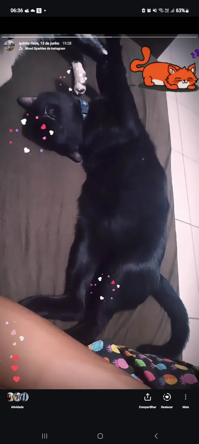 Gato ra a Exótico idade 7 a 11 meses nome Cacau e chiquinha 