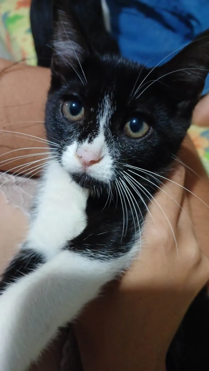 Gato ra a Exótico idade 7 a 11 meses nome Cacau e chiquinha 