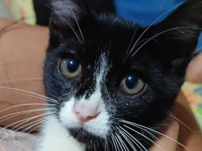 Gato raça Exótico idade 7 a 11 meses nome Cacau e chiquinha 