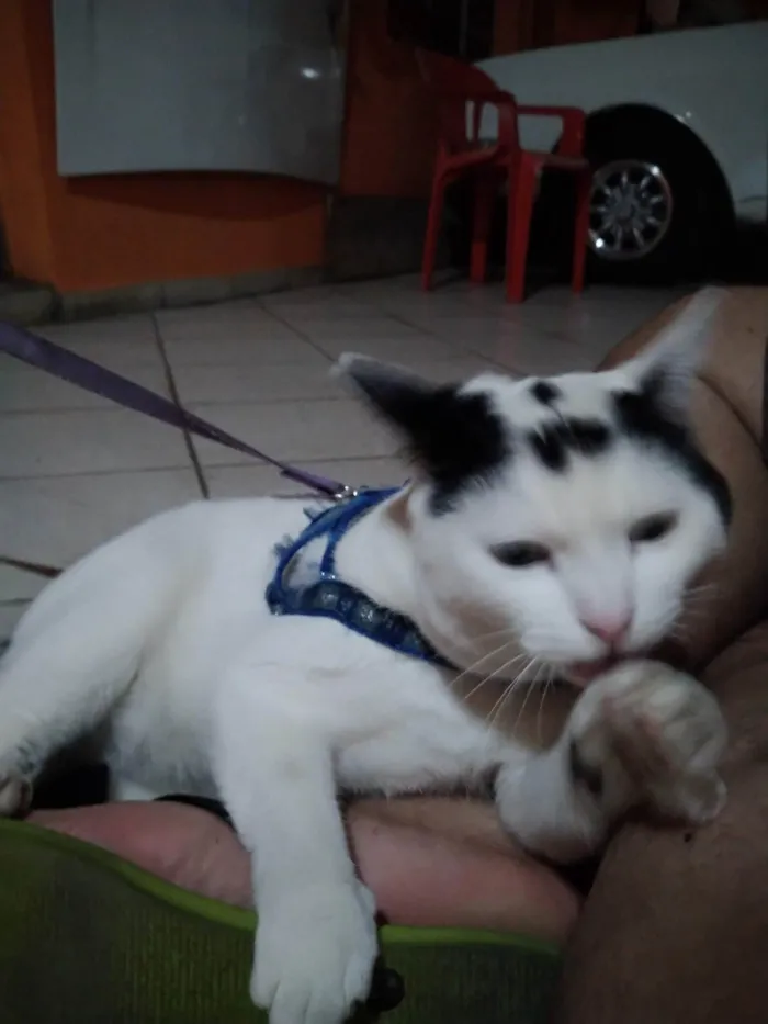 Gato ra a SRD-ViraLata idade 3 anos nome Nuvem