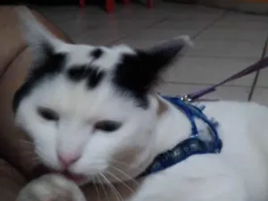 Gato raça SRD-ViraLata idade 3 anos nome Nuvem