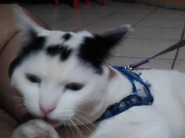 Gato ra a SRD-ViraLata idade 3 anos nome Nuvem