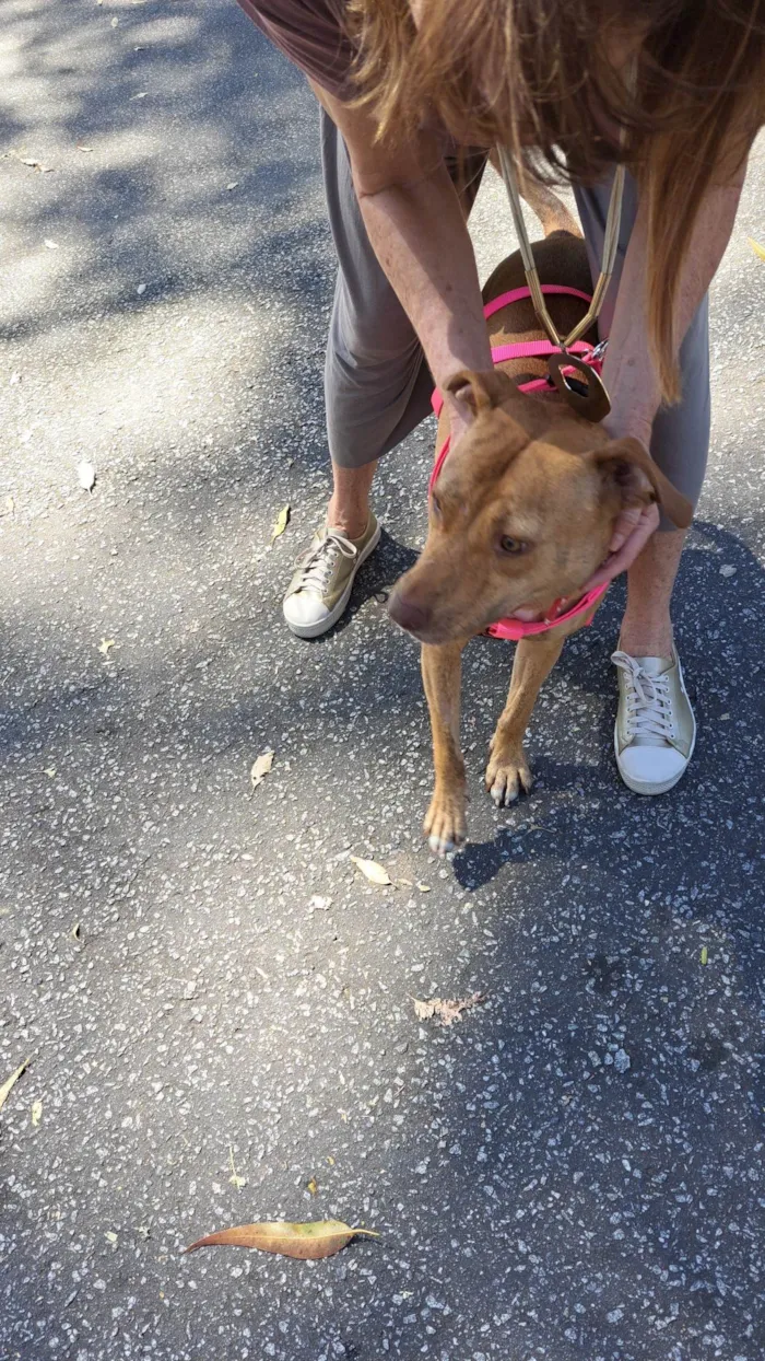 Cachorro ra a SRD-ViraLata idade 2 anos nome Nina