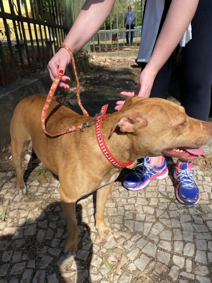 Cachorro ra a SRD-ViraLata idade 2 anos nome Nina