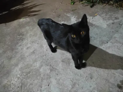 Gato raça SRD-ViraLata idade 7 a 11 meses nome Sem nom