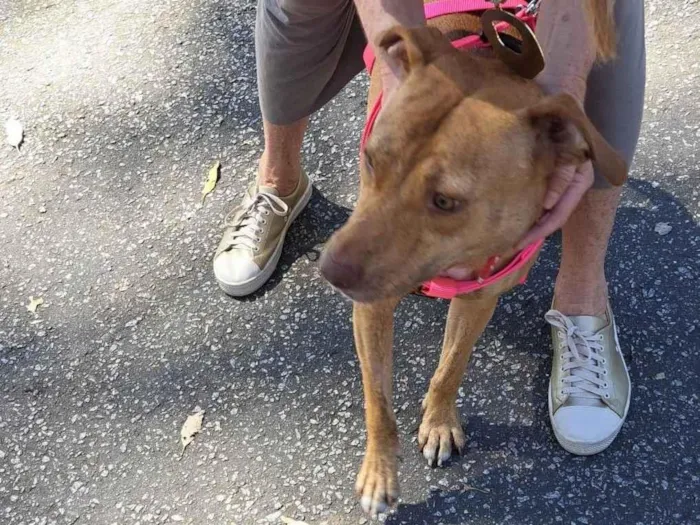 Cachorro ra a SRD-ViraLata idade 2 anos nome Nina