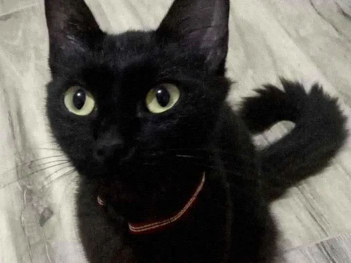 Gato ra a SRD-ViraLata idade 7 a 11 meses nome Pandora