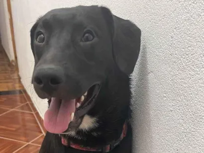 Cachorro raça SRD-ViraLata idade 7 a 11 meses nome Chico